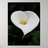 Calla Lilly Poster (Voorkant)