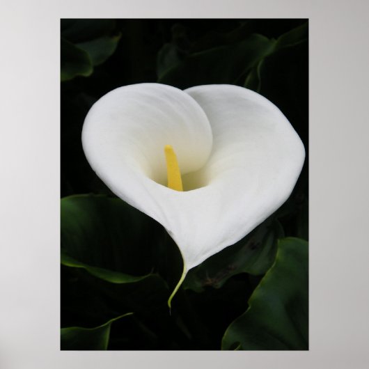 Calla Lilly Poster (Voorkant)