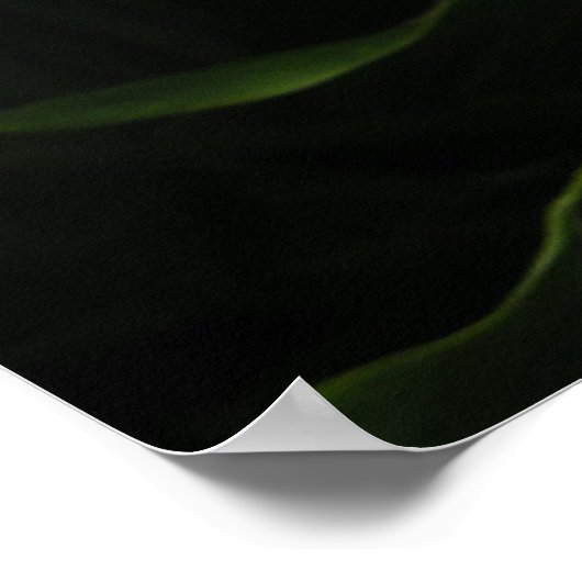 Calla Lilly Poster (Hoek)