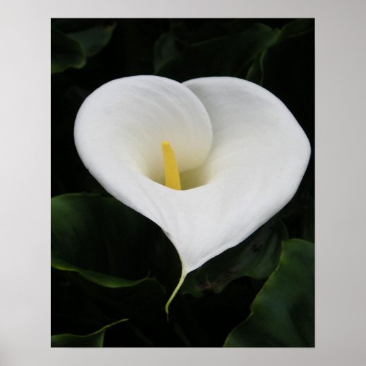 Calla Lilly Poster (Voorkant)