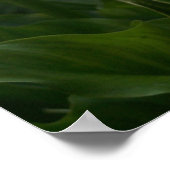 Calla Lilly Print (Hoek)