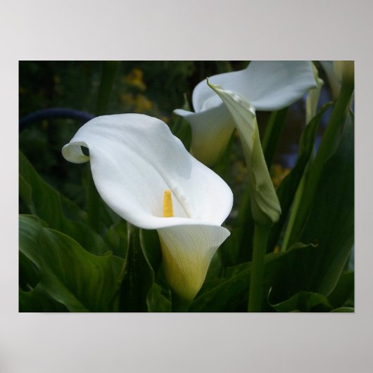 Calla Lilly Print (Voorkant)