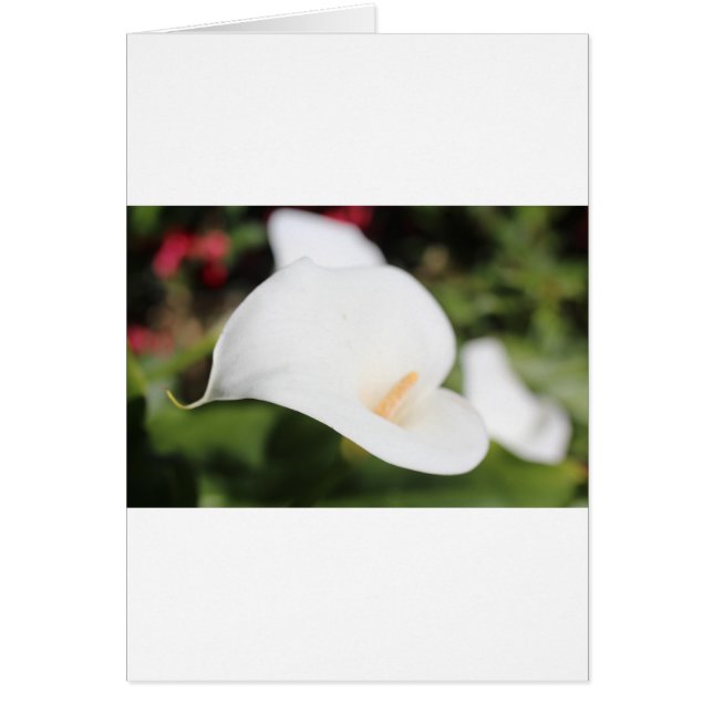 Calla Lilly Romance (Voorkant)