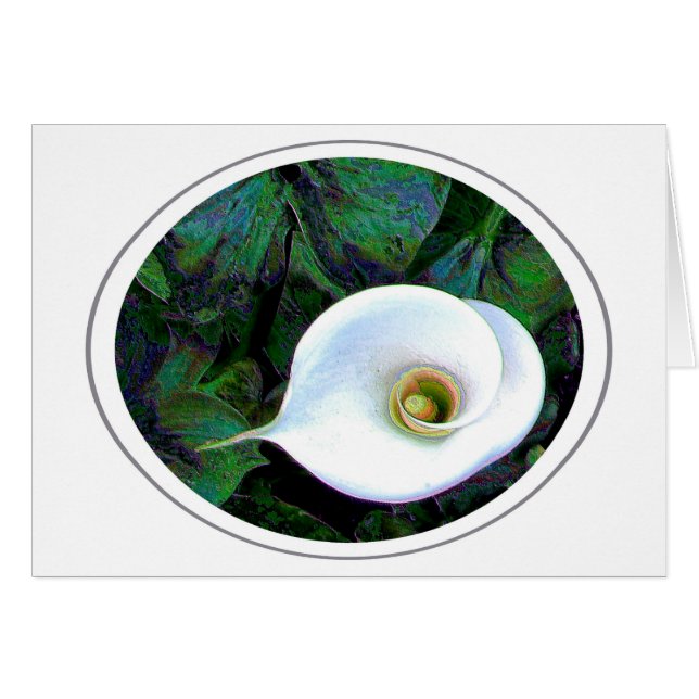 Calla Lily (Voorkant Horizontaal)