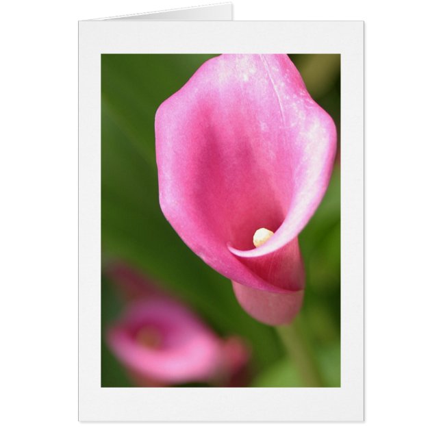 Calla Lily (Voorkant)
