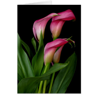 Calla Lily