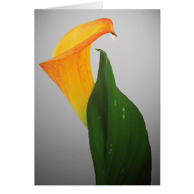 Calla Lily (Voorkant)