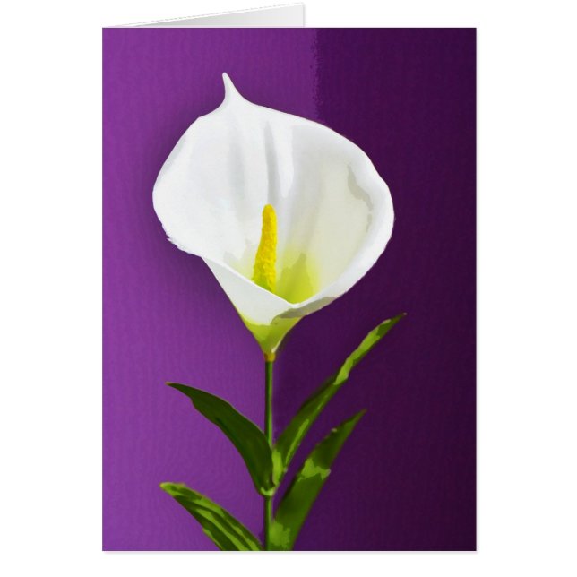 Calla Lily (Voorkant)