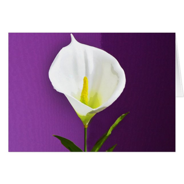 Calla Lily (Voorkant Horizontaal)