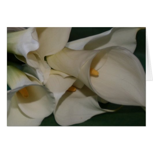 Calla Lily (Voorkant Horizontaal)