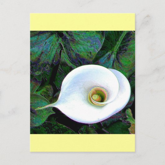 Calla Lily 2011 Briefkaart (Voorkant)