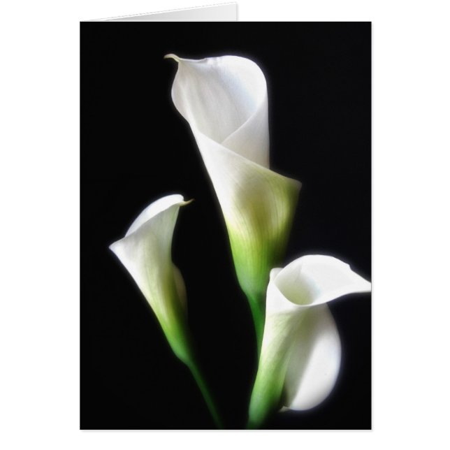 Calla Lily 3 (Voorkant)