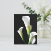 Calla Lily 3 Briefkaart (Staand voorkant)