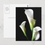 Calla Lily 3 Briefkaart (Voorkant / Achterkant)