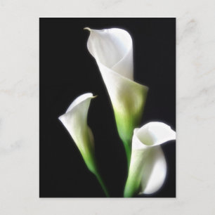 Calla Lily 3 Briefkaart