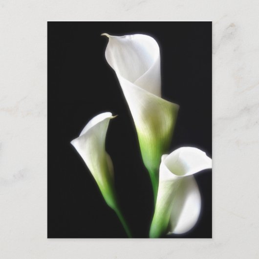 Calla Lily 3 Briefkaart (Voorkant)