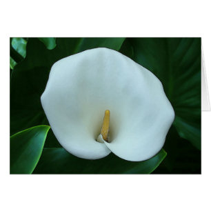 Calla Lily - 5 x 7-inch Art Kaart