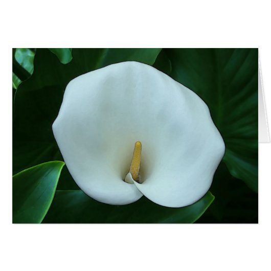 Calla Lily - 5 x 7-inch Art Kaart (Voorkant Horizontaal)