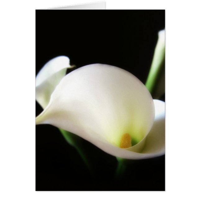 Calla Lily 7 (Voorkant)