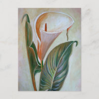 Calla Lily Beauful Botanical Art