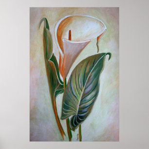 Calla Lily Beauful Botanical Art Poster
