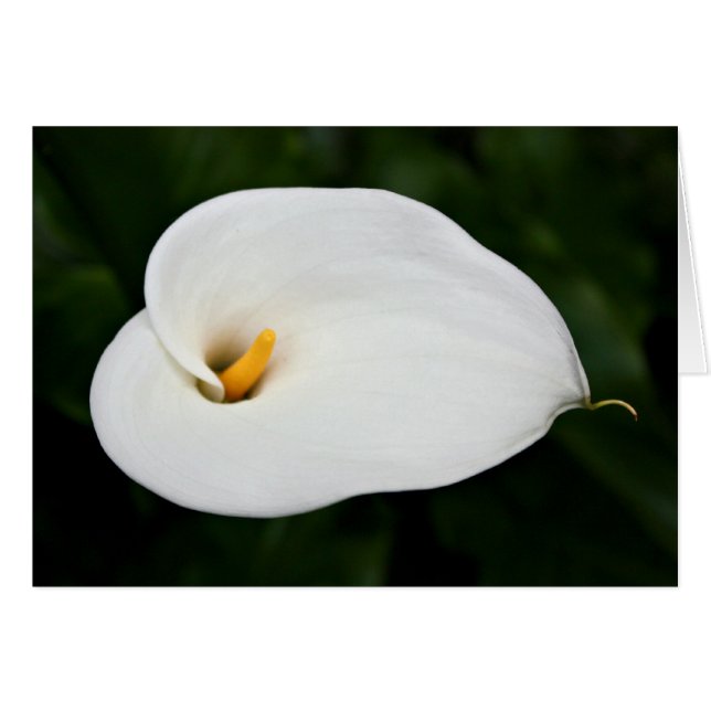 "Calla Lily" Blanco kaart (Voorkant Horizontaal)