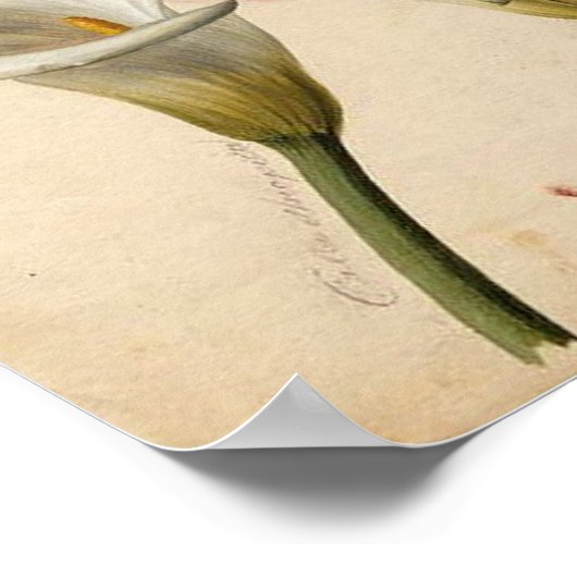 Calla Lily Botanische Print (Hoek)