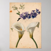 Calla Lily Botanische Print (Voorkant)