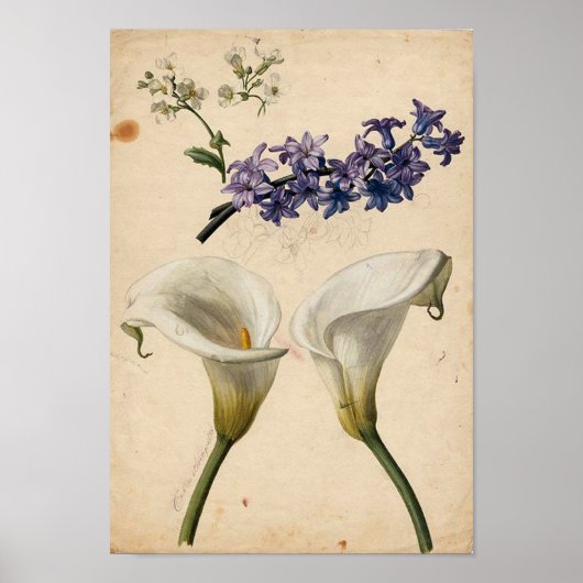 Calla Lily  Botanische Print (Voorkant)