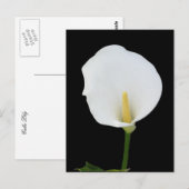 Calla Lily Briefkaart (Voorkant / Achterkant)