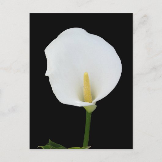 Calla Lily Briefkaart (Voorkant)