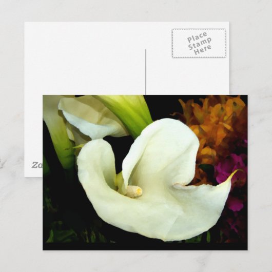 Calla Lily Briefkaart (Voorkant / Achterkant)