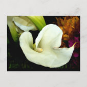 Calla Lily Briefkaart (Voorkant)