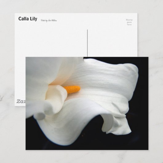 Calla Lily Briefkaart (Voorkant / Achterkant)
