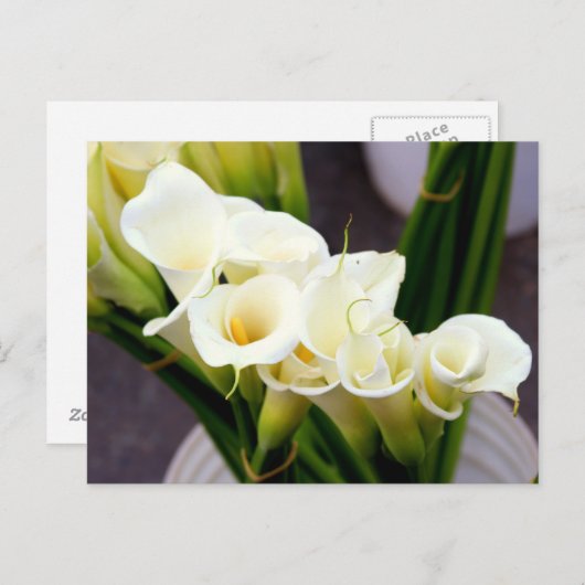 Calla Lily briefkaart (Voorkant / Achterkant)