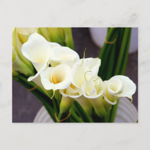 Calla Lily briefkaart