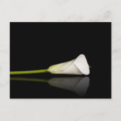 Calla lily briefkaart (Voorkant)