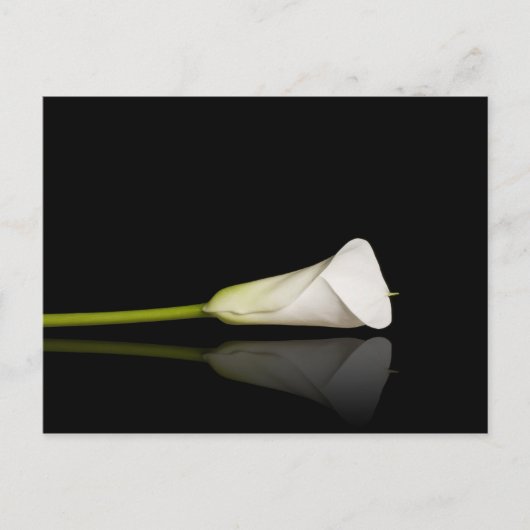 Calla lily briefkaart (Voorkant)