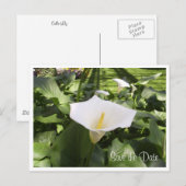 Calla-Lily-Briefkaart Aankondigingskaart (Voorkant / Achterkant)