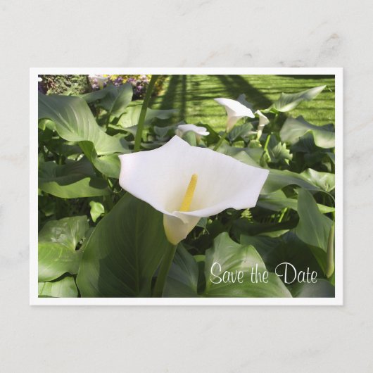Calla-Lily-Briefkaart Aankondigingskaart (Voorkant)