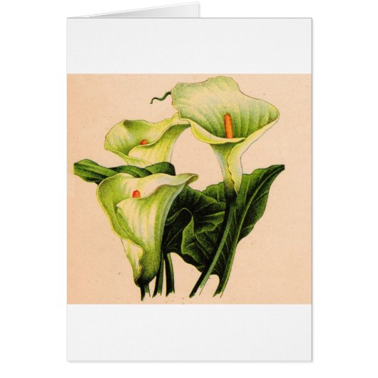 calla lily calla lilies (Voorkant)