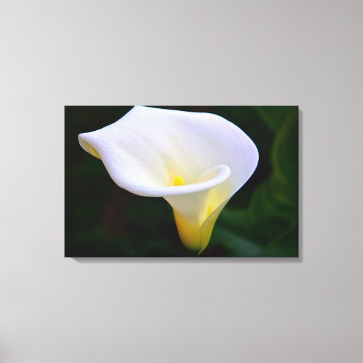 Calla Lily Canvas Afdruk (Voorkant)