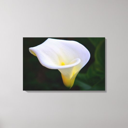 Calla Lily Canvas Afdruk (Voorkant)
