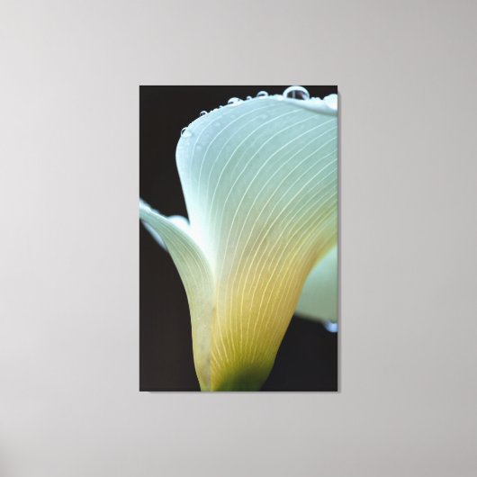 Calla Lily Canvas Afdruk (Voorkant)