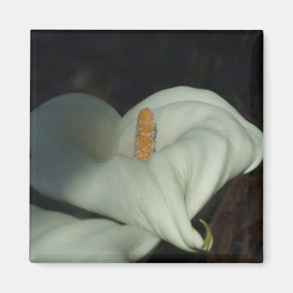 Calla Lily Dawn Magneet