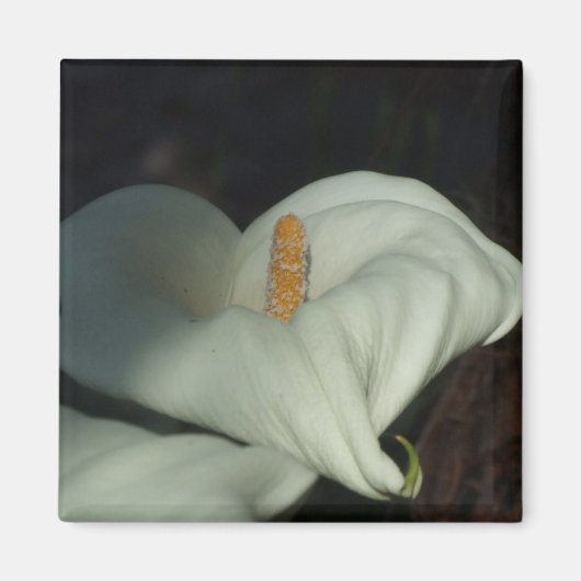 Calla Lily Dawn Magneet (Voorkant)