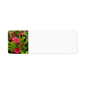 Calla Lily Etiket