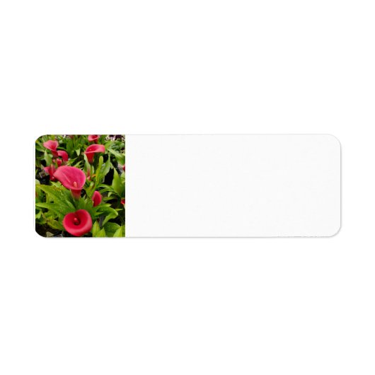 Calla Lily Etiket (Voorkant)