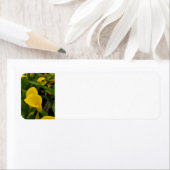 Calla lily etiket (Insitu)