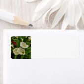Calla lily etiket (Insitu)